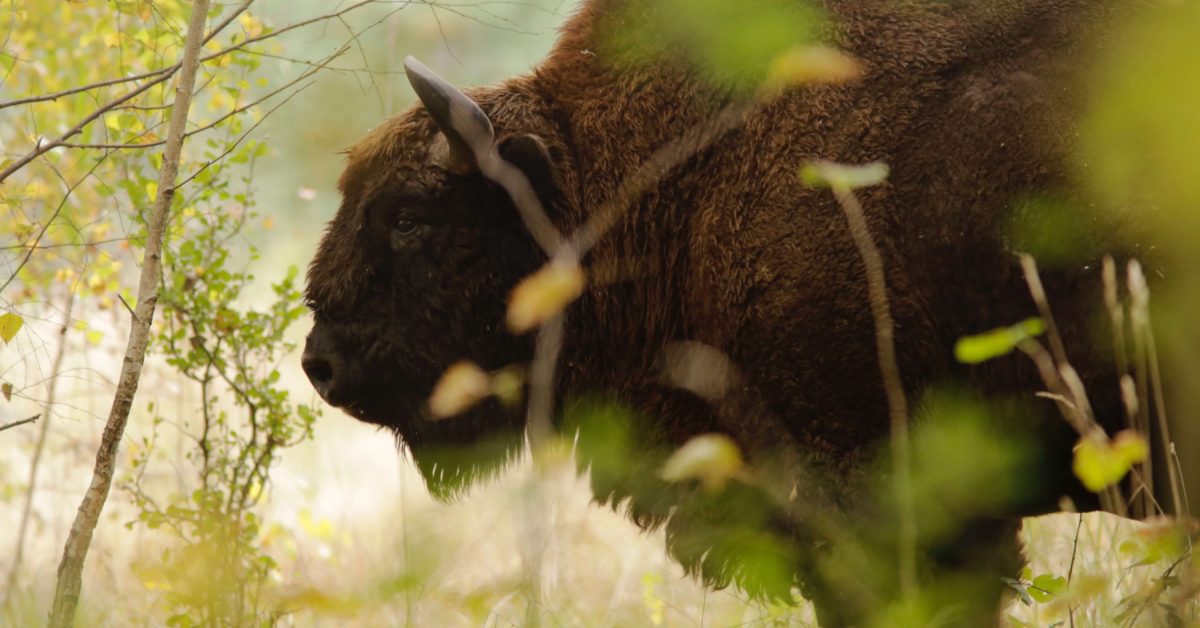 A bison in its natural habitat | Pexels - Nicolas Petit